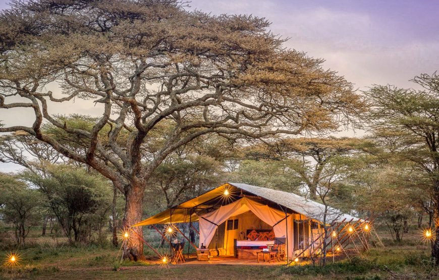 5 Days Tanzania Luxury Lodge Safari