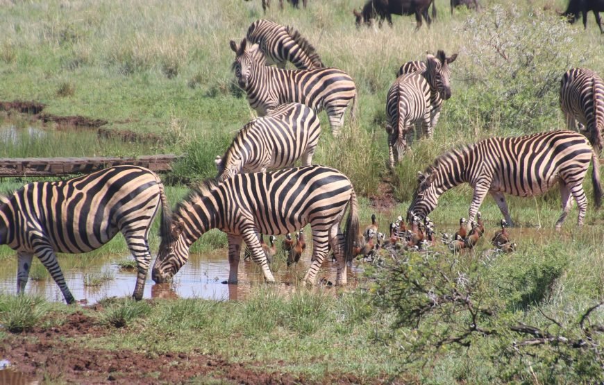 6 Days budget Serengeti camping safari