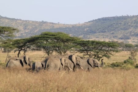 Tours and Safaris