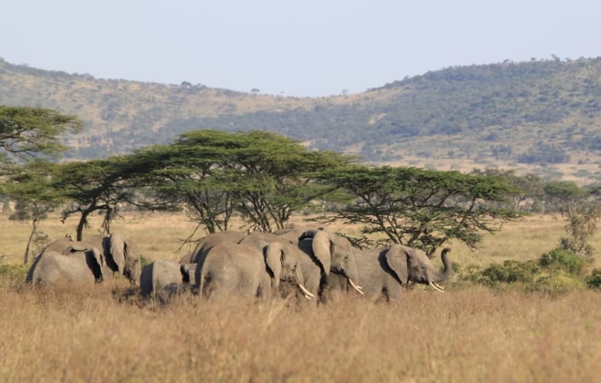 Tanzania Wildlife Safari 6 Days