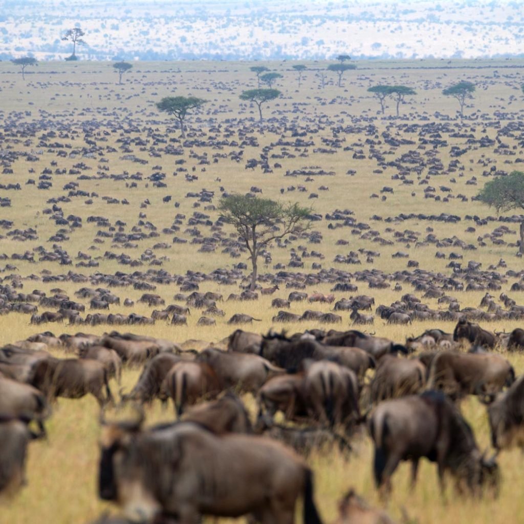 Serengeti Migration Safari