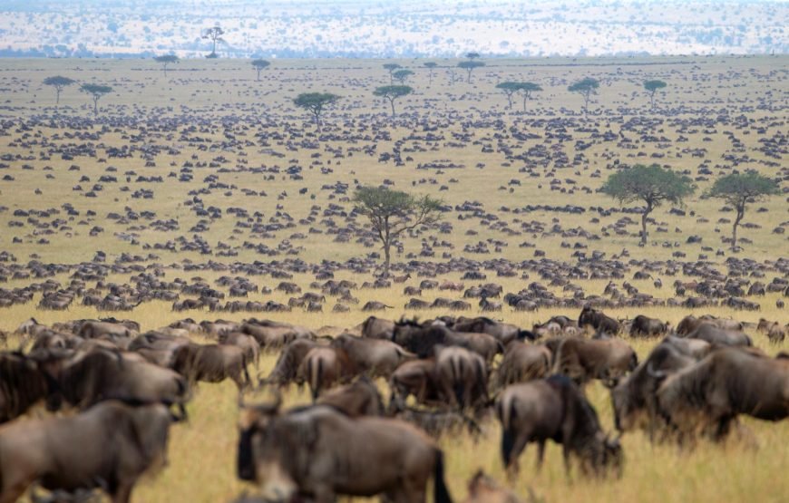 4 days Serengeti Migration Tour