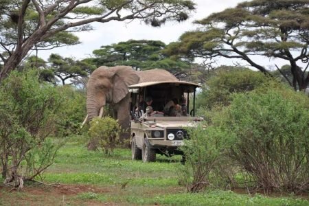 Tours and Safaris