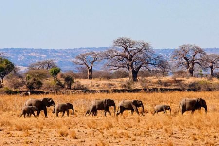 Tours and Safaris