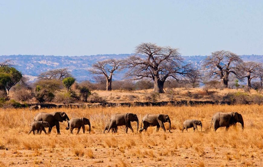 Tarangire Safari