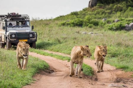 Tours and Safaris