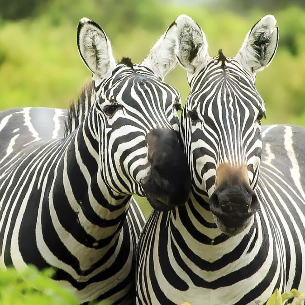 Mikumi National Park