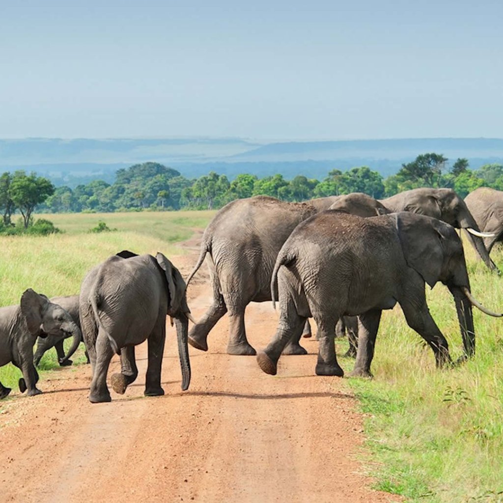 Nyerere National Park