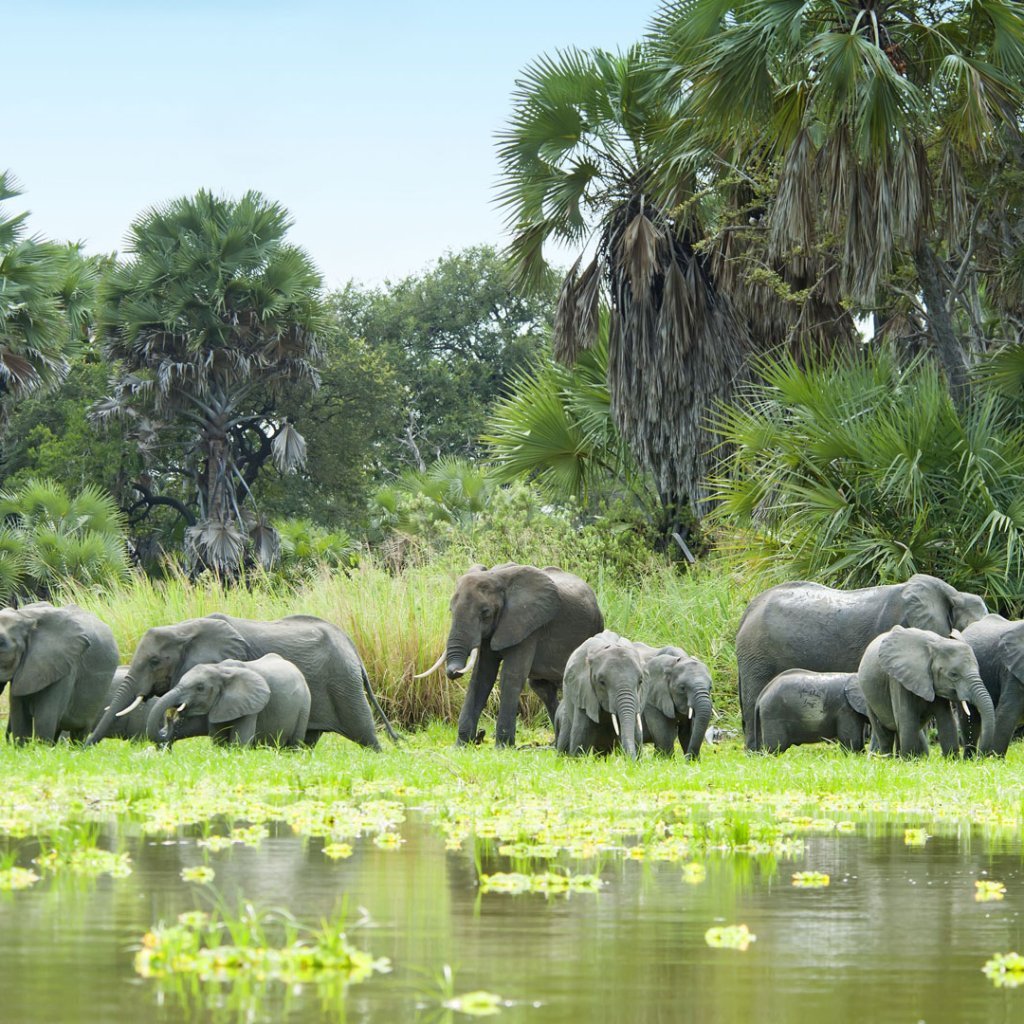 Nyerere National Park Safari