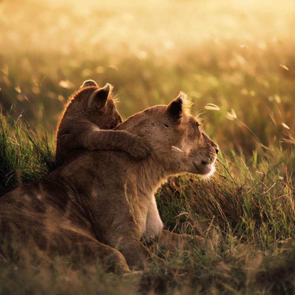 Mikumi National Park