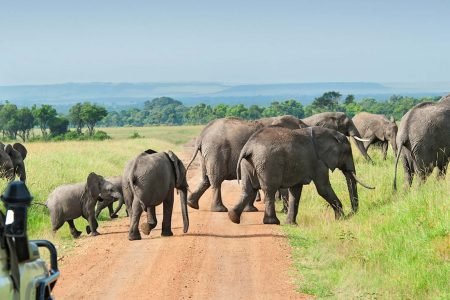 Tours and Safaris