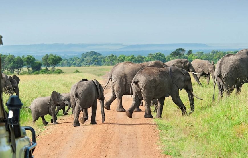 2 Days Selous (Nyerere) National Park