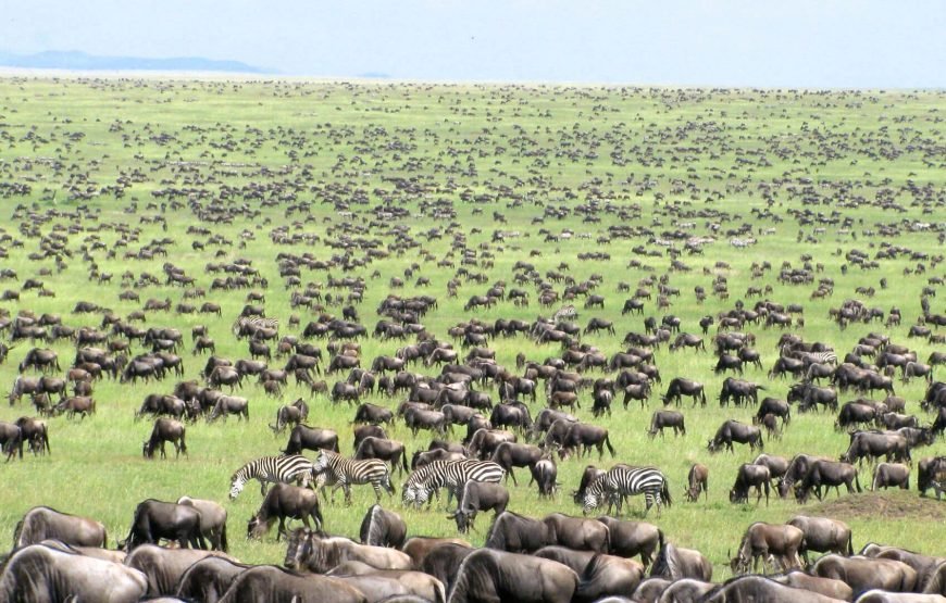 8 Days Serengeti Migration Safari