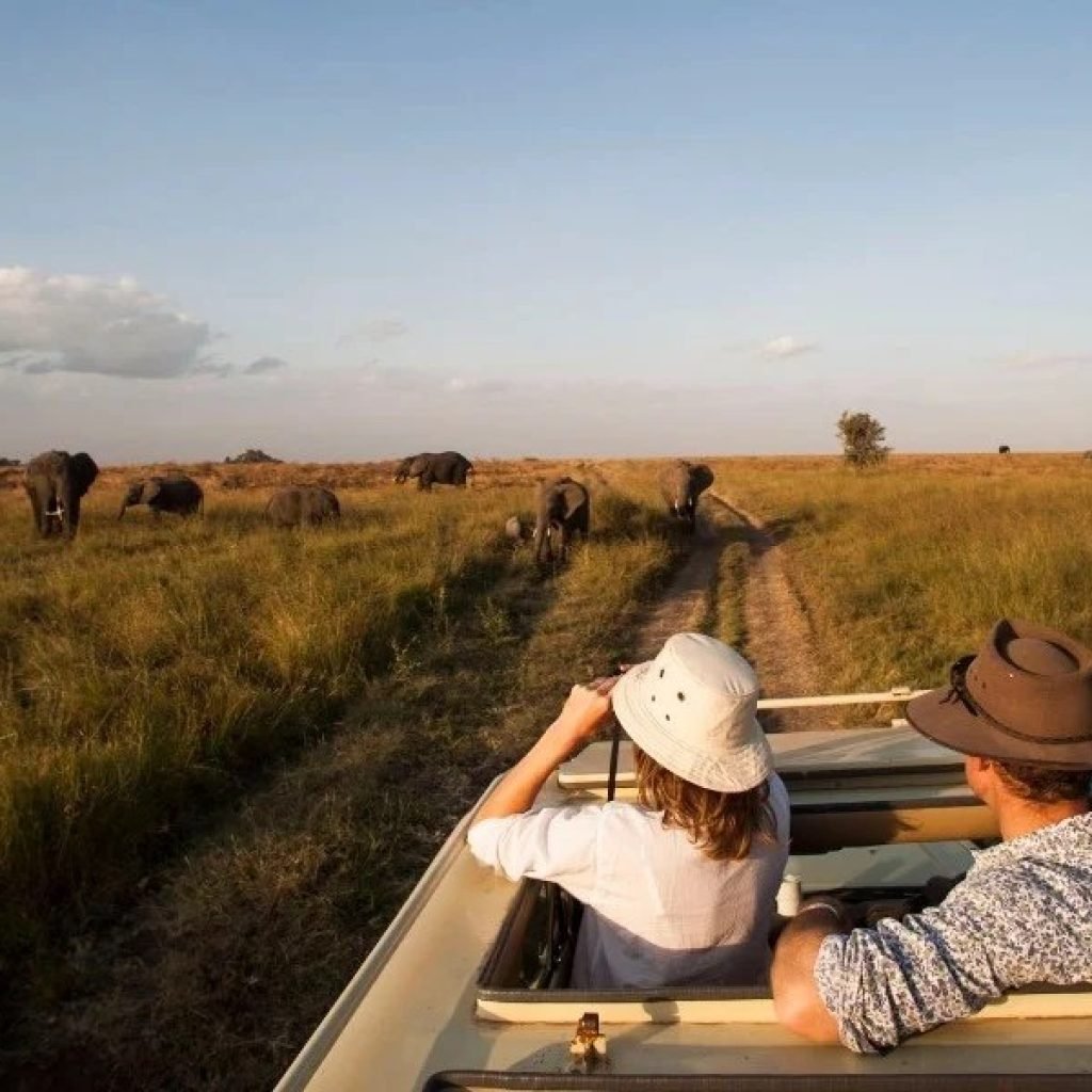 Honeymoon Safari