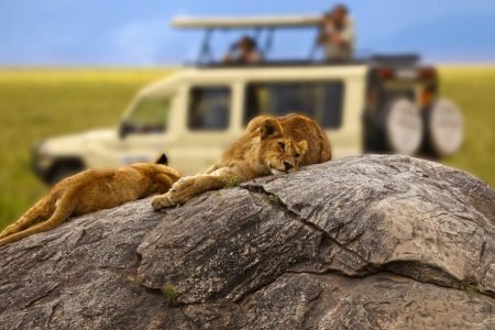 Tours and Safaris