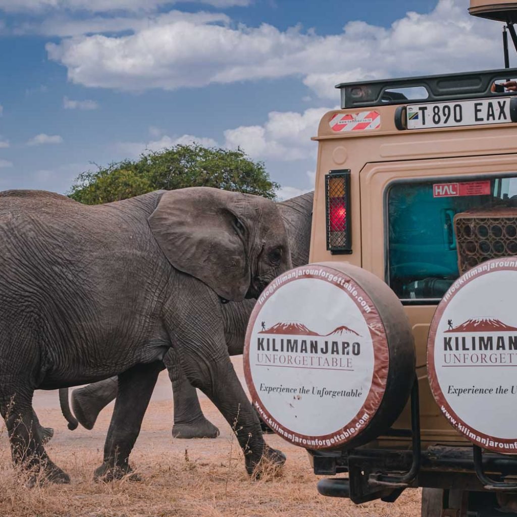 Children Friendly Safari